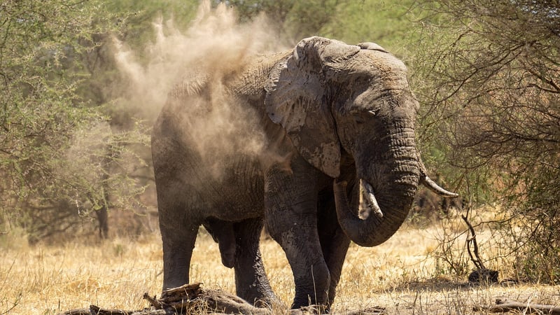 Serengeti National Park, Tanzania